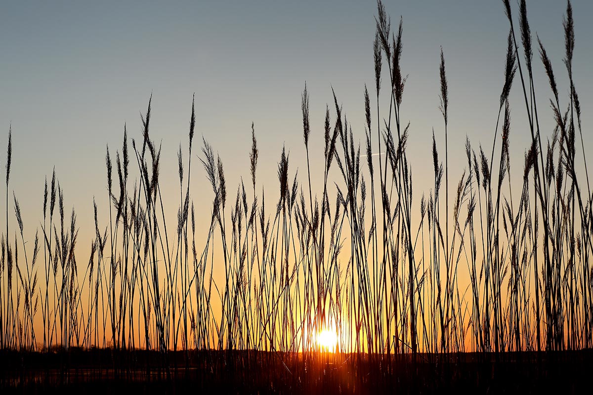 The sun setting behind marsh grasses