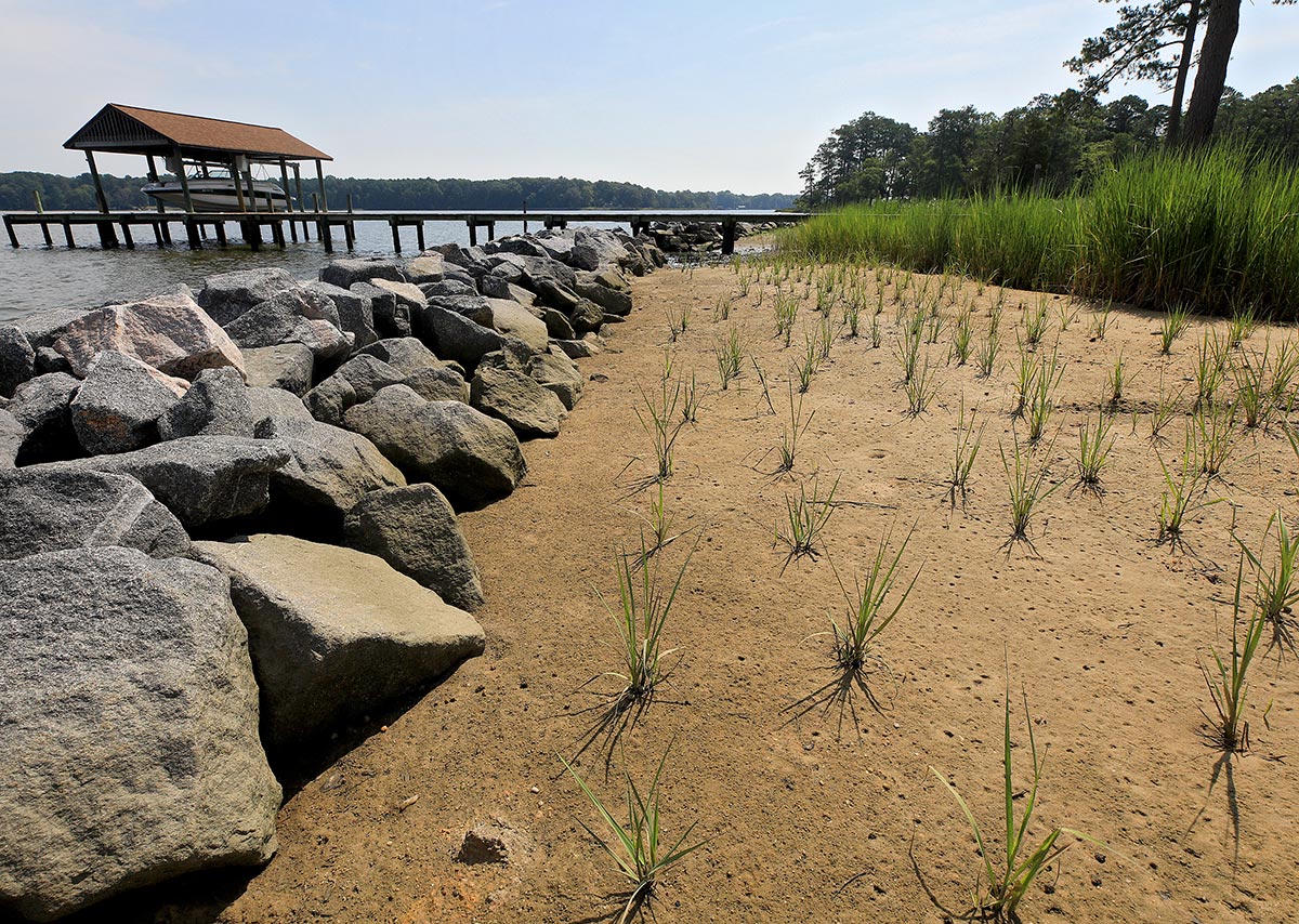 A completed living shoreline, including a long pile of granite rocks and plant sprouts in marshy sands, along the Ware River